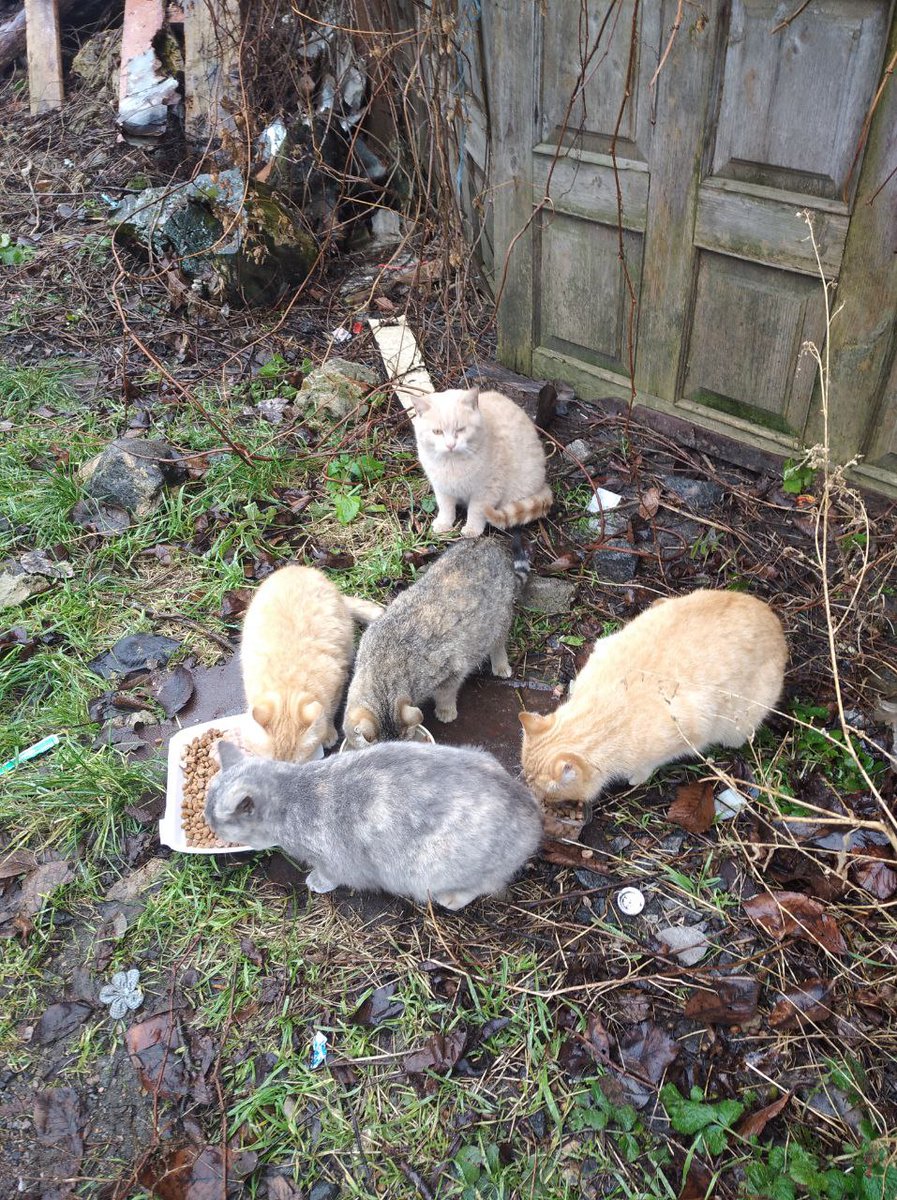 оленка змія tweet media