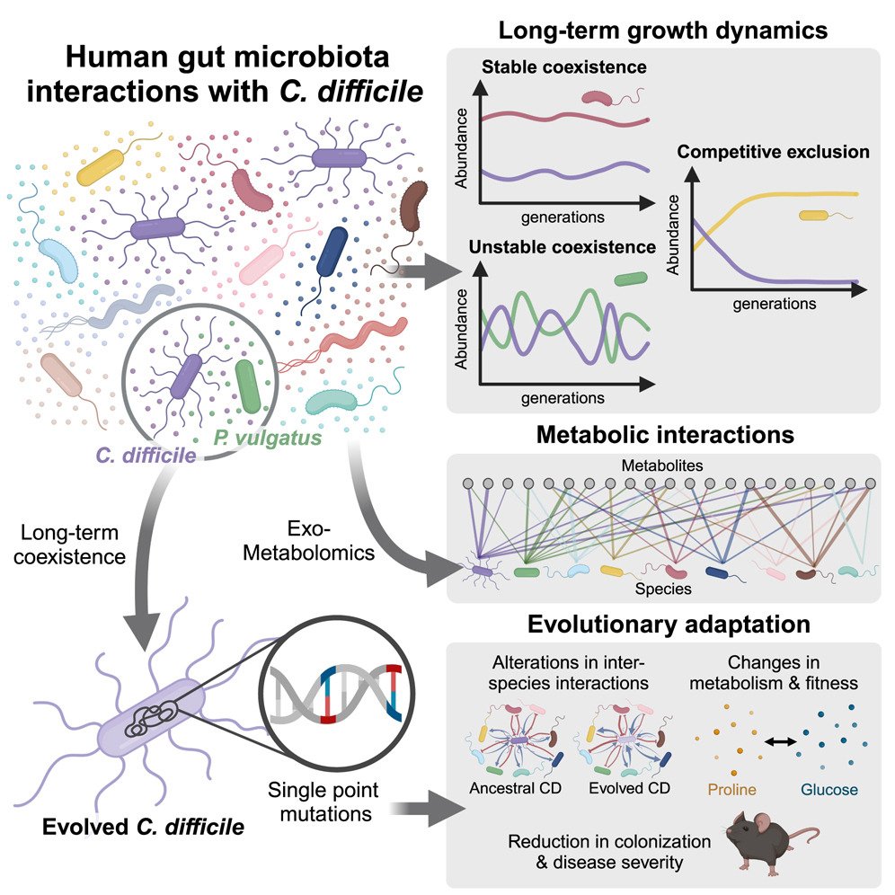 Phocaeicola vulgatus (PV) shapes long-term growth dynamics &amp; evolutionary adaptations of Clostridioides difficile (CD).

CD exhibits stable coexistence, instability or exclusion in gut. Coexistence of CD &amp; PV is facilitated by metabolite cross-feeding.

cell.com/cell-host-micr…