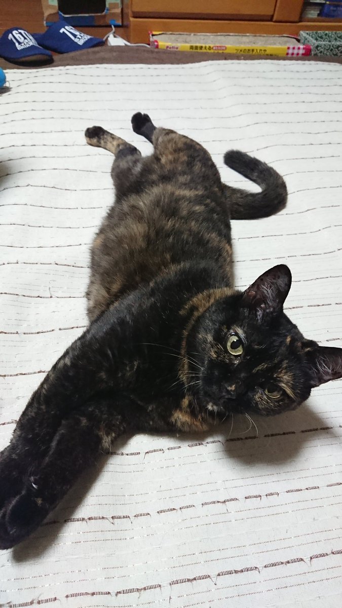 us4xfo's tweet photo. 可愛い可愛いラン😺💙

ちょうど１年前の今日亡くなった😿

あっという間の1年‥早いな‥ https://t.co/Zzc12Qmt2J