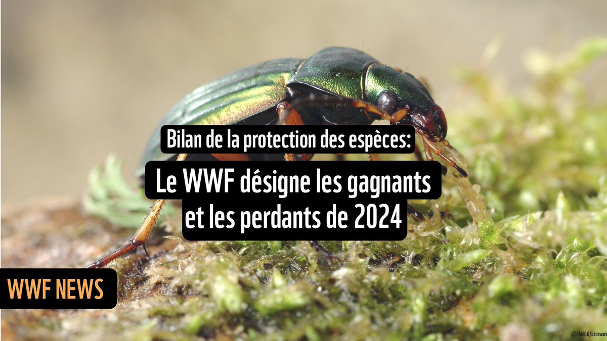 Les animaux sauvages disparaissent de notre planète à une vitesse record et toutes les causes de cette tragédie sont provoquées par l’humain: destruction des habitats, surexploitation et braconnage, pollution de l’environnement et crise climatique. bit.ly/40bmnb6