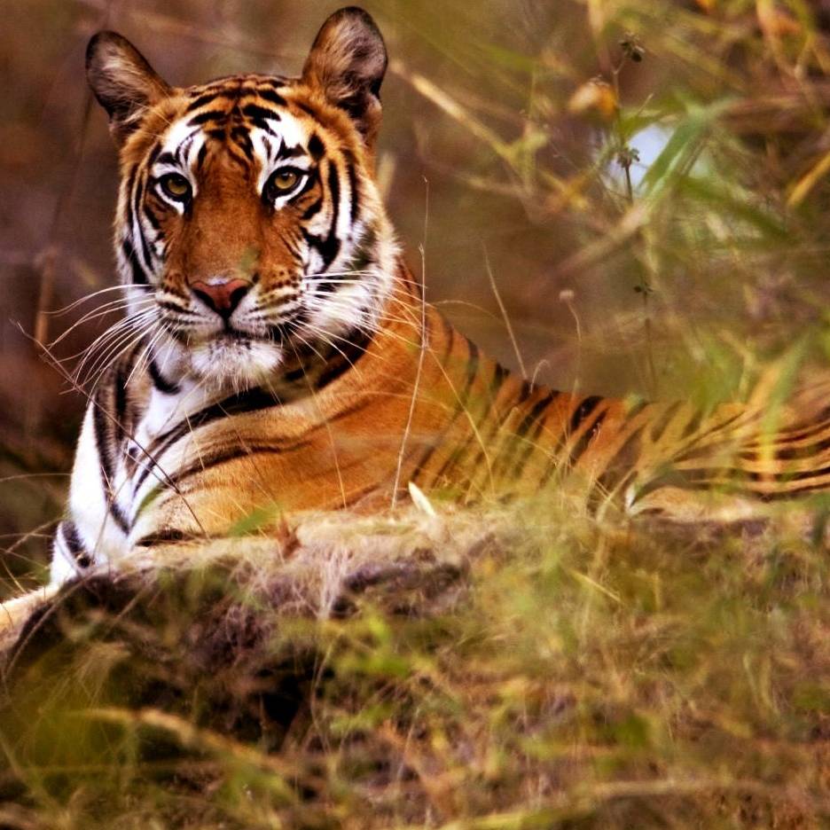corbett_park's tweet photo. Celebrate the New Year surrounded by nature and wildlife in Jim Corbett National Park for an unforgettable adventure and tranquility.

https://t.co/iiYJEAlL1x

#Corbett #CorbettNationalPark #JimCorbettNationalPark #Wildlife #NewYear #Safari #JungleSafari https://t.co/F9pTEUr7Hp