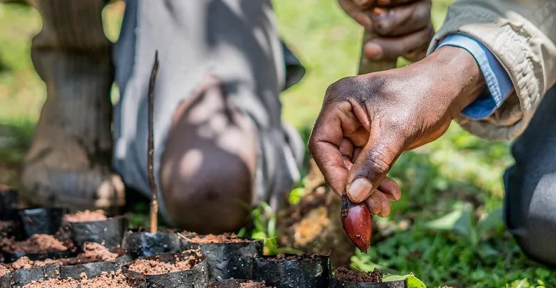 🌱 Quality tree seeds and seedlings are key to sustainable landscapes, yet many growers face challenges with poor-quality planting material.

This brief offers guidelines to improve tree seed and seedling sectors for better outcomes.

🔗 Download: tinyurl.com/b23h3avr