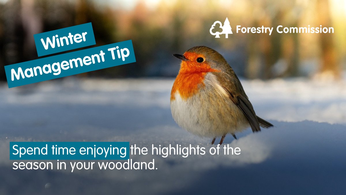 ForestryComm's tweet image. Taking time to appreciate the progress you've made is an important part of woodland management, and can help enthuse you for the next steps!  

#WoodlandManagementMatters