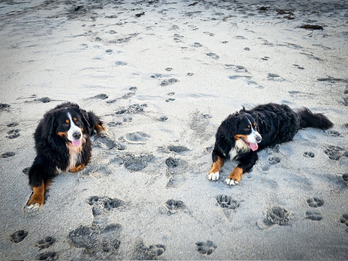 Double trouble. Bailey delighted being down on the beach with her brother this morning.