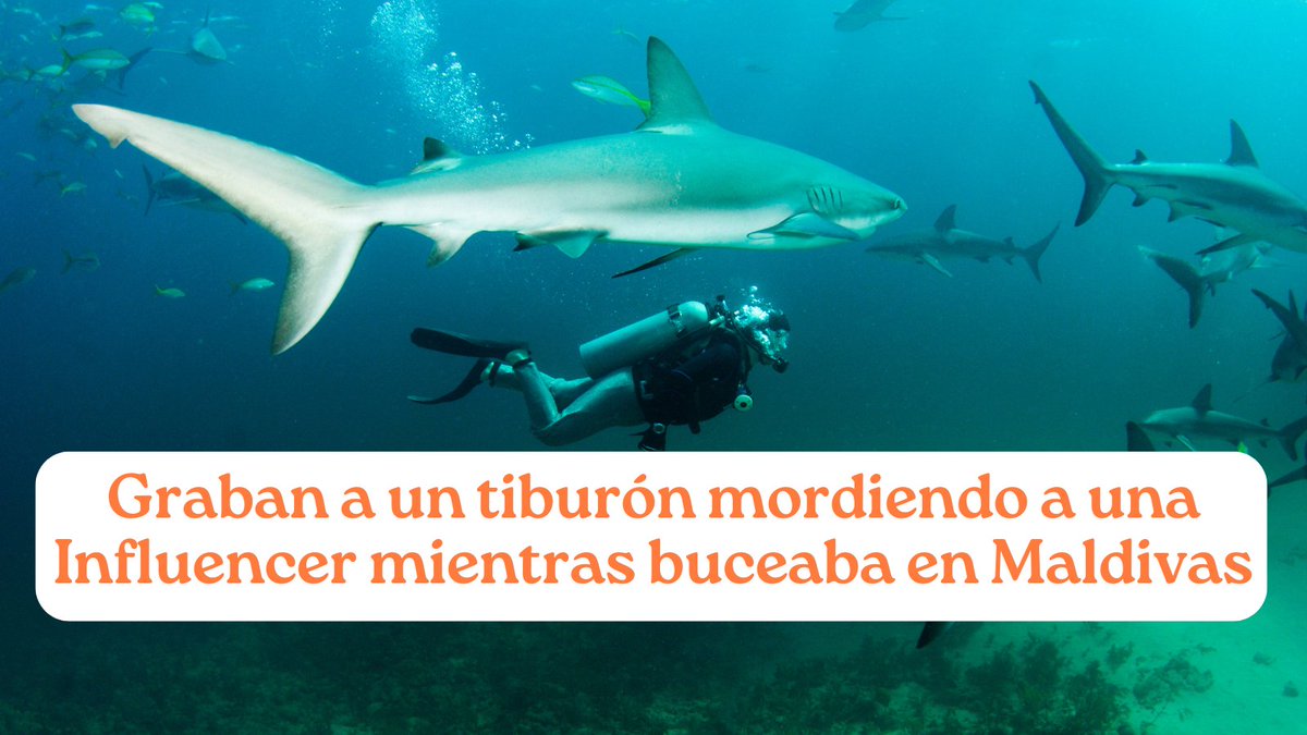 😰 Graban el momento exacto en que una Influencer es mordida por un tiburón mientras buceaba en Maldivas 👉 bit.ly/TiburónAtaque