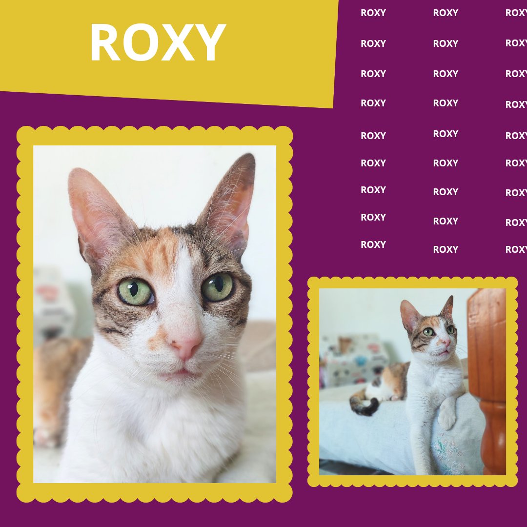 Roxy fue adoptada hace varios años, por circunstancias desafortunadas ha tenido que regresar al refugio 😿 positivo en FIV. 
Está llena de cariño y dulzura. No dejes que su condición te desanime; ella tiene mucho amor para dar 🏡❤️

adopciones@defensafelina.org