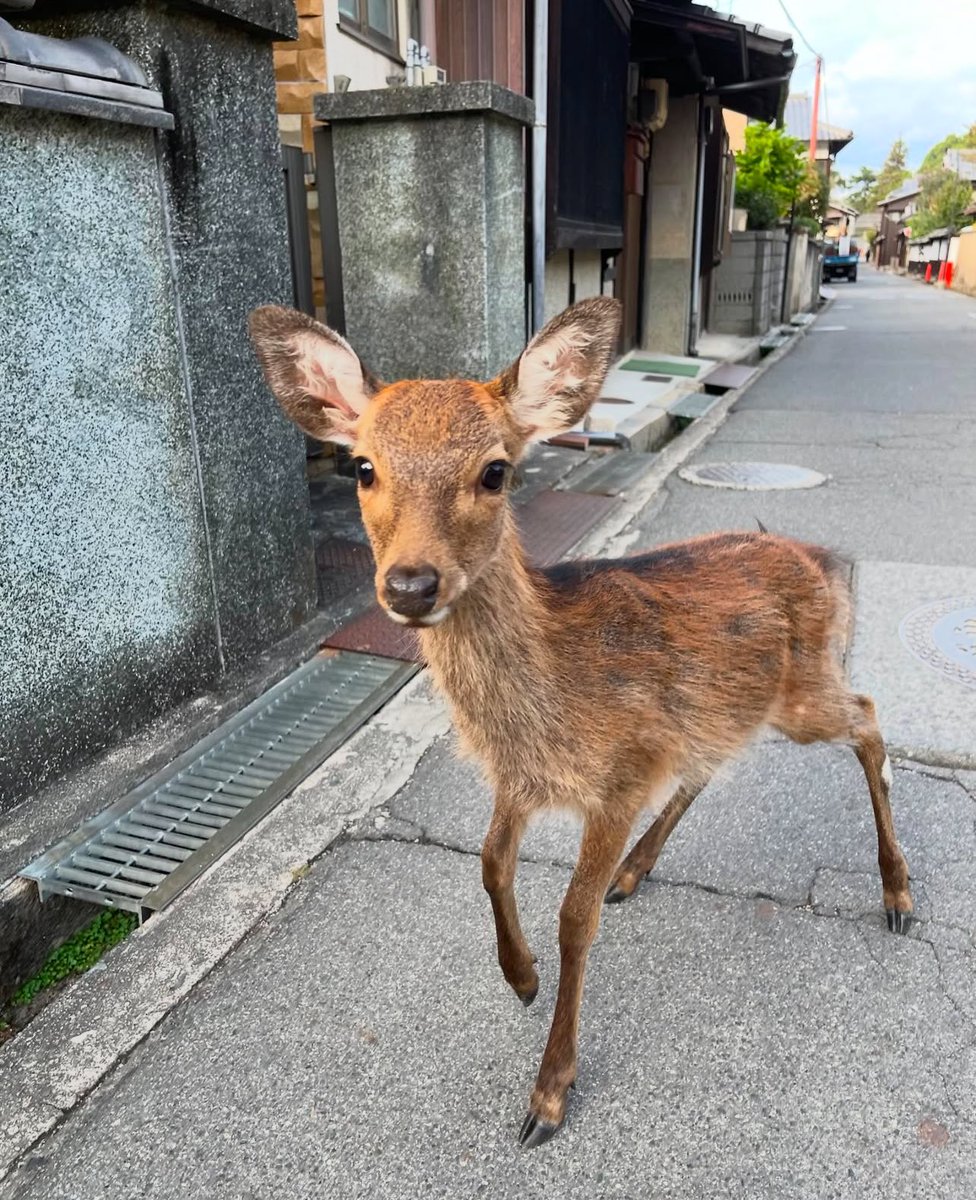 𝚓𝚎𝚏𝚏𝚘𝚛𝚝𝚕𝚎𝚜𝚜 ･ᴗ･ tweet media