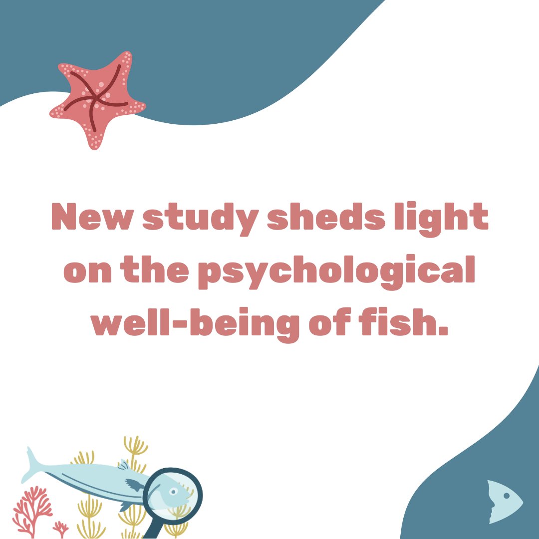 🐟📖 According to a new study by Oldfield &amp; Bonano, the psychological well-being of fish is often overlooked. 

Whether in aquariums or farms, sentient beings like them deserve more attention. Let's improve their lives! 🌊✨

📄 Read more: shorturl.at/xSbI9