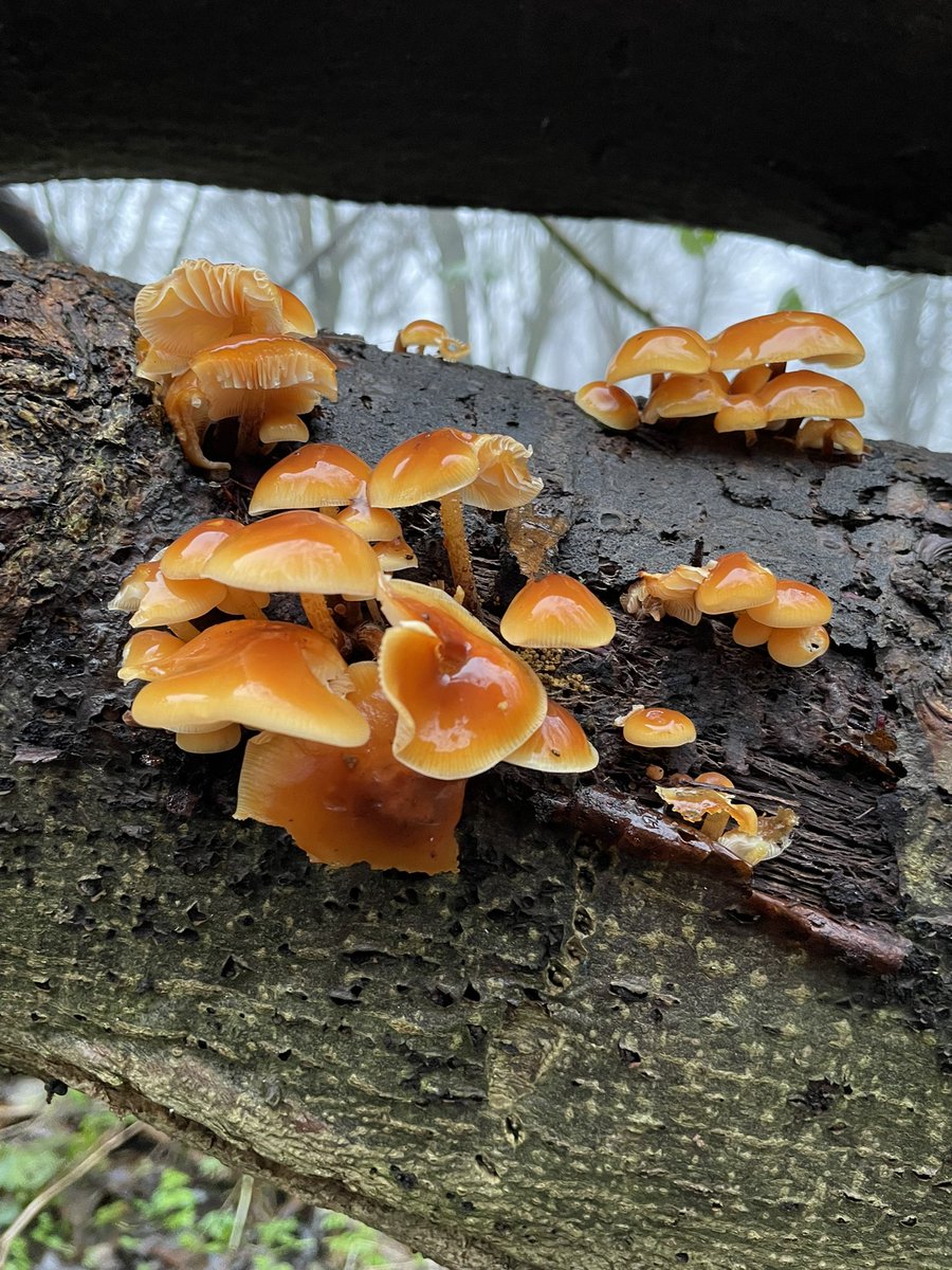 TheBeadyGecko's tweet photo. Is #fungifriday still a thing? I’m hoping so - we found these beauties in our walk this morning and I’d love to know what they are 😁 https://t.co/cqFVBBHbqN