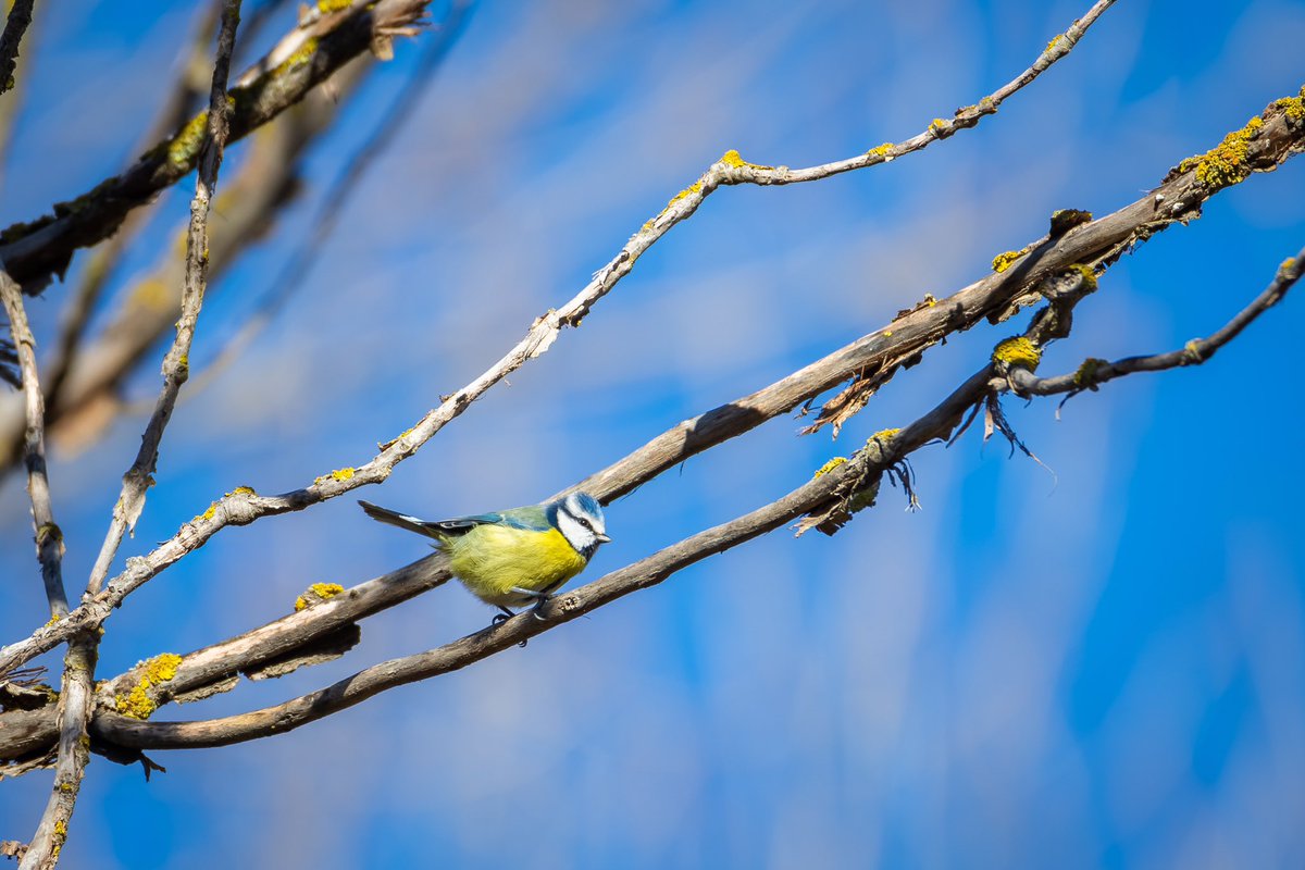 Esparsa10's tweet image. Un agradable paseo por el soto el día de Navidad. 

La diversidad de pajarillos y colores que se pueden encontrar aquí y no somos conscientes. 

Por orden: Tarabilla europea (hembra), Jilguero europeo, Herrerillo común.