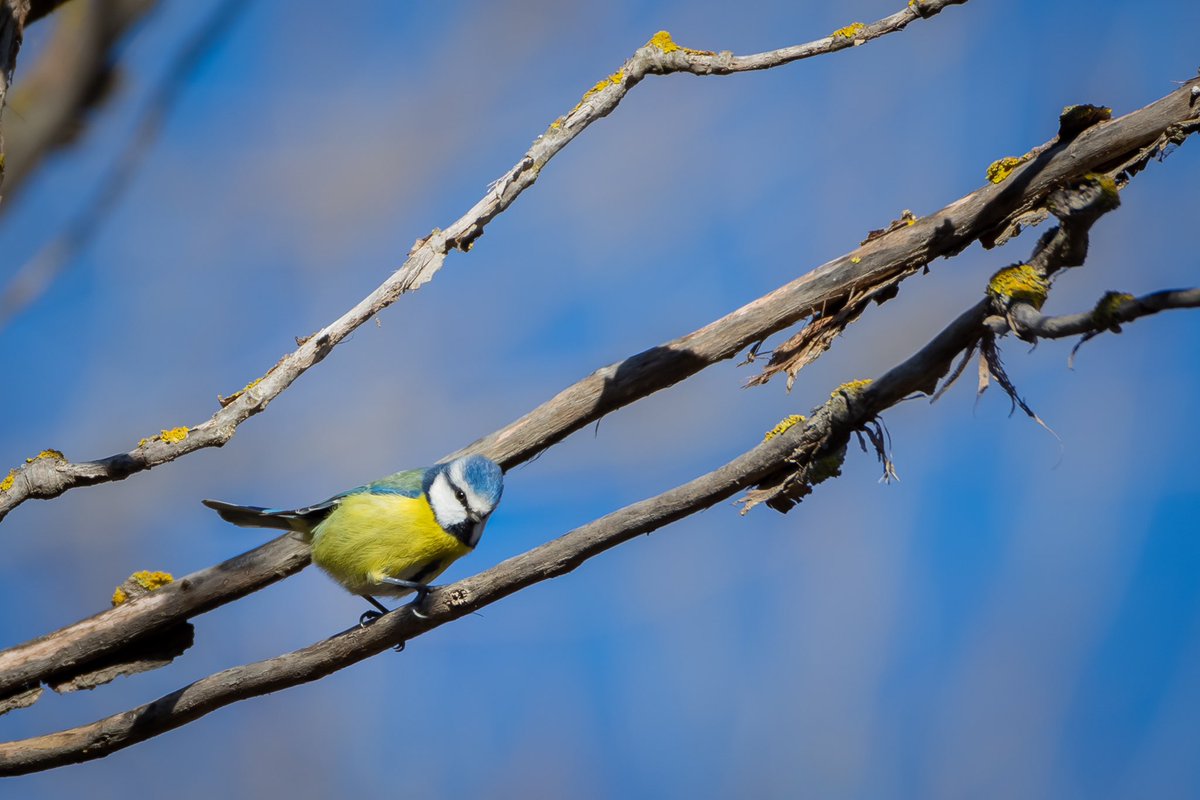 Esparsa10's tweet image. Un agradable paseo por el soto el día de Navidad. 

La diversidad de pajarillos y colores que se pueden encontrar aquí y no somos conscientes. 

Por orden: Tarabilla europea (hembra), Jilguero europeo, Herrerillo común.