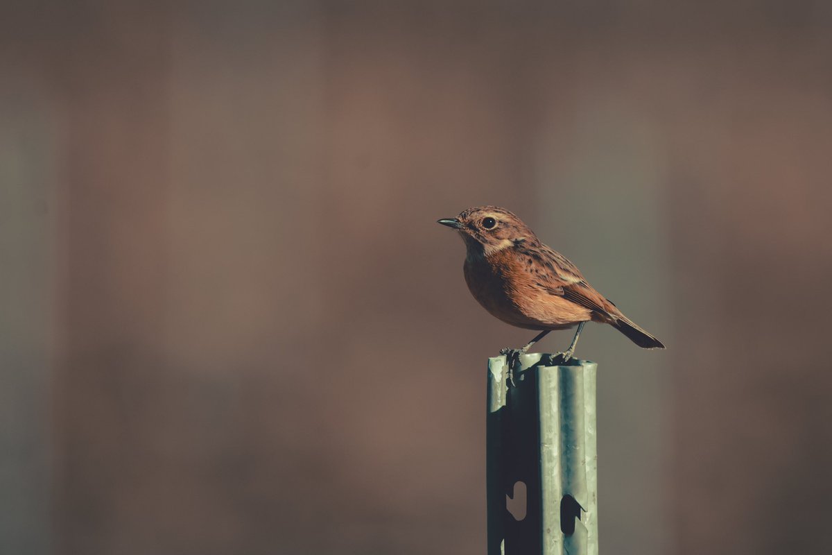 Esparsa10's tweet image. Un agradable paseo por el soto el día de Navidad. 

La diversidad de pajarillos y colores que se pueden encontrar aquí y no somos conscientes. 

Por orden: Tarabilla europea (hembra), Jilguero europeo, Herrerillo común.