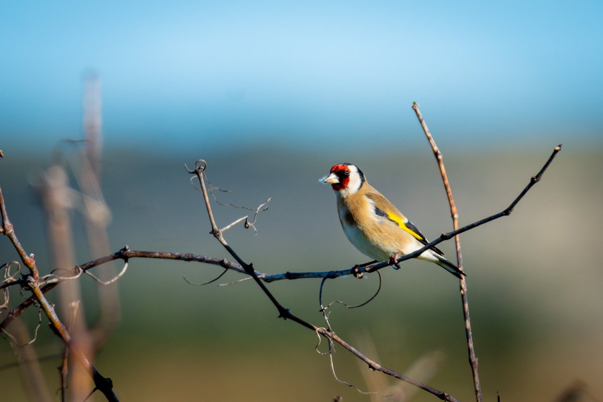 Esparsa10's tweet image. Un agradable paseo por el soto el día de Navidad. 

La diversidad de pajarillos y colores que se pueden encontrar aquí y no somos conscientes. 

Por orden: Tarabilla europea (hembra), Jilguero europeo, Herrerillo común.