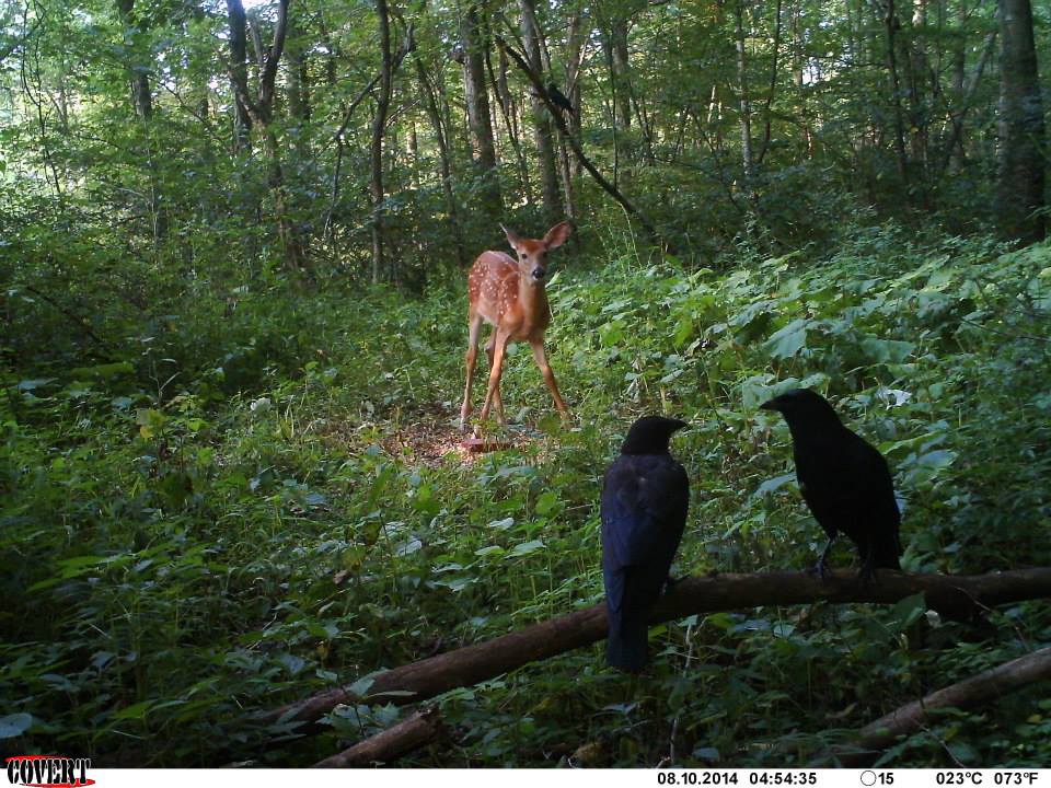 trailcam (@trail_cams) on Twitter photo 