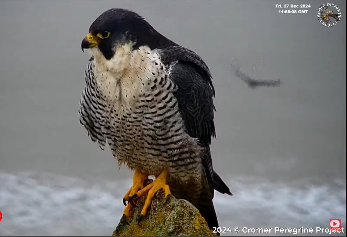 Just how amazing are the Cromer Peregrine Project new cameras on Cromer church! <a href="/Natures_Voice/">RSPB</a> <a href="/NENBC_Info/">NENBC</a> . These are screenshots from this morning - and the sun ain't cracking the pavements here! Light's awful and yet....