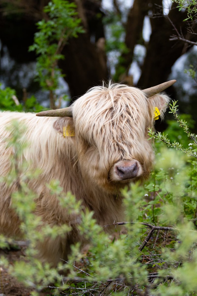 FREE Nature is op zoek naar een junior beheerder/voorlichter in de regio Zuid-Limburg. 🌱🐂🔎 Op onze website vind je meer informatie over de #vacature. Reageren kan tot 19 januari!

freenature.nl/nl/over-free/o…