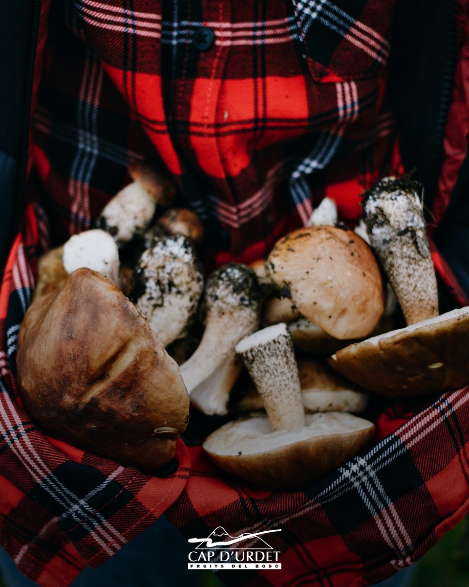 aralleida's tweet photo. A Cap Urdet ofereixen conserves i preparats a base de productes de la terra, com bolets 🍄, tòfones, llegums i molt més! Ubicats a Sant Llorenç de Morunys, al 📍 SOLSONÈS, porten a taula #AlimentsDeProp 😋 amb tot el #SaborADNLleida 🦋🌍 #BiosphereGoldDestination 🌱
➡️ https://t.co/I9Q8pXjiG4