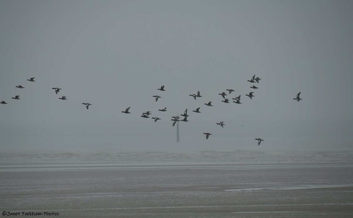 Little Egret and Wigeon at Red Nab, Heysham. <a href="/Lancswildlife/">Lancashire Wildlife Trust</a> <a href="/WildlifeTrusts/">The Wildlife Trusts</a>