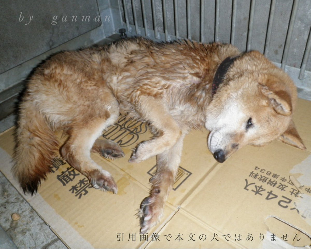 ＃老犬の最後のプライド

道端に捨てられて動けなくなって
いた老犬‼️

飼い主よ‼️
言葉を持たない小さな魂が下半身不随
起立不能になるまで飼ってきて
最後の仕打ちがこれなのか⁉️

冷たい檻の中に収容され
保健所が与えたのは命の期限という
悲しすぎる4文字

老犬は期限の最終日の朝
