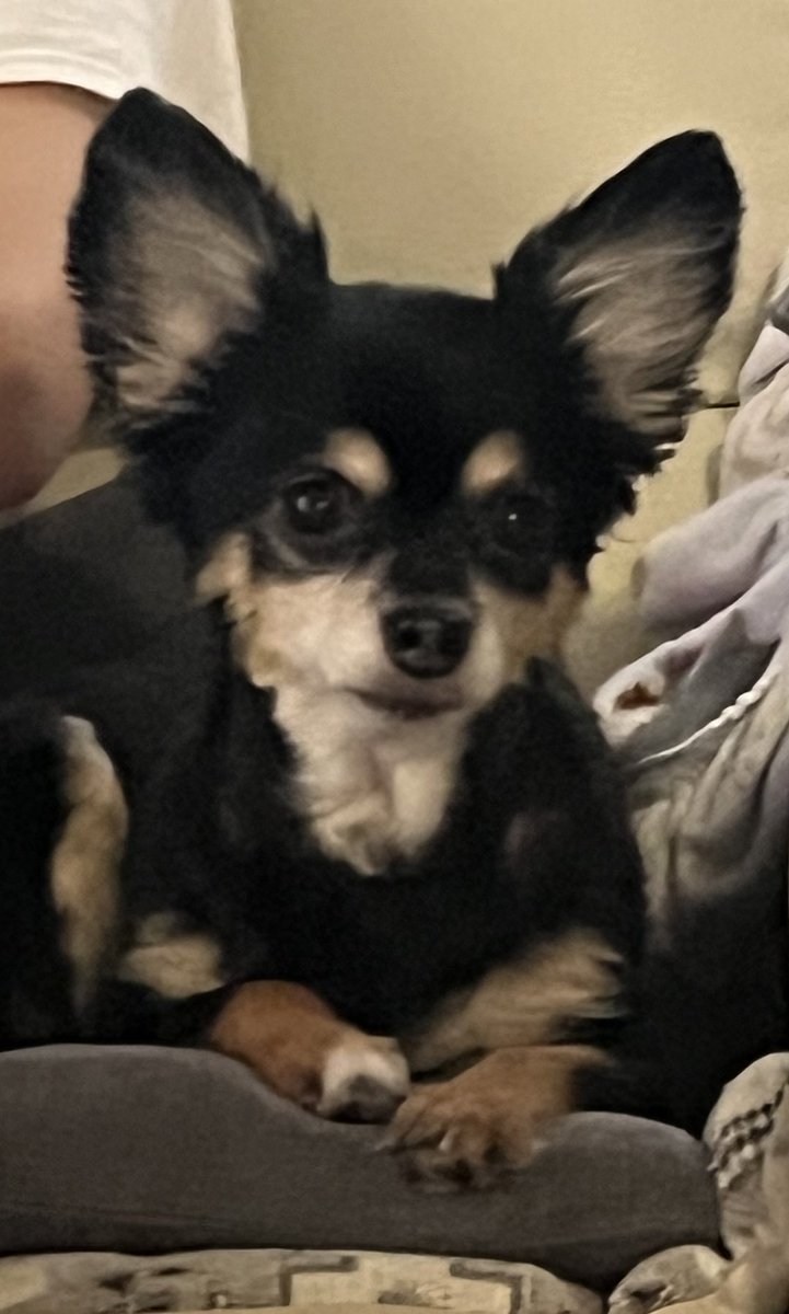 愛犬【あんず】を探しています。
情報が少ないので保護されている
可能性もあります。
帰省された際など気づいたことが
ありましたら些細なことでも
構いませんので情報提供お願いします。
#迷子犬 #迷い犬 #保護犬 #チワワ 
#黒い犬 #千葉県 #酒々井町 #佐倉市 
#成田市 #富里市 #印旛沼 #小型犬