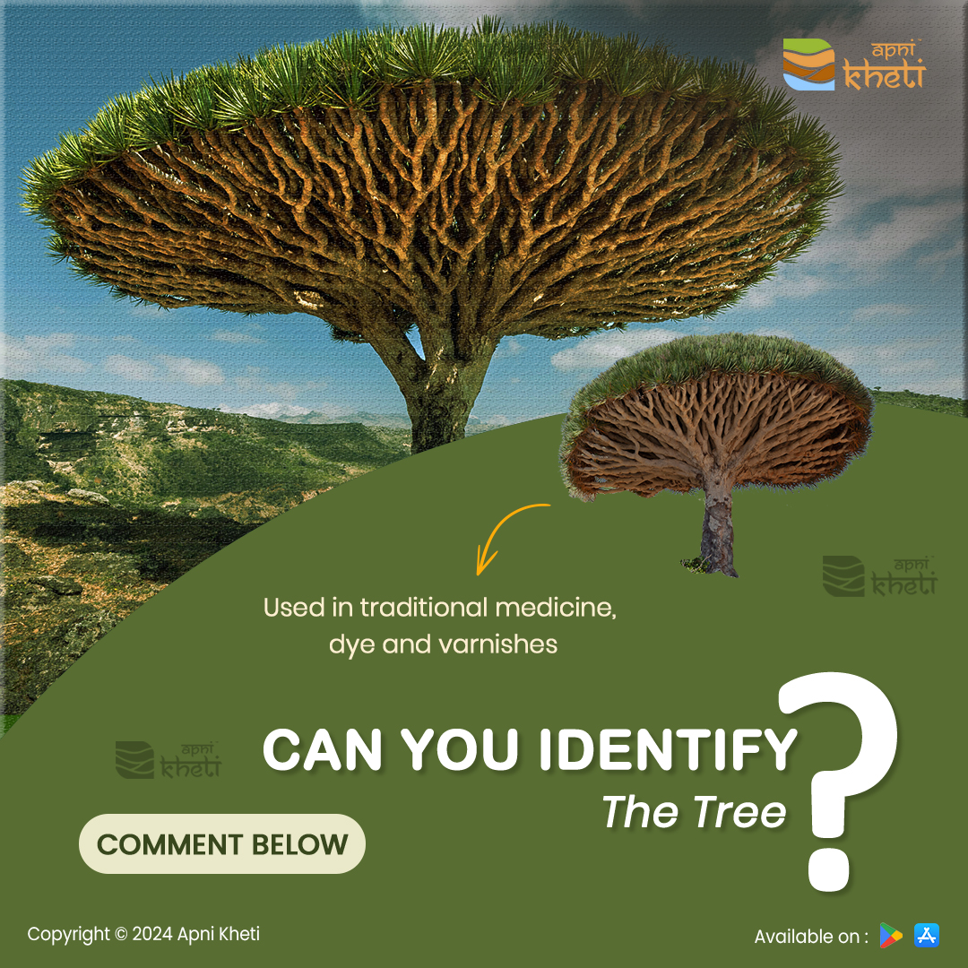 apnikheti's tweet image. Can you name this tree? Drop your answers in the comment box below!
.
.
#identify #forestry #foresttrees #trees #agriculture #apnikhetii #Apnikhetiapp #foreverforfarmers