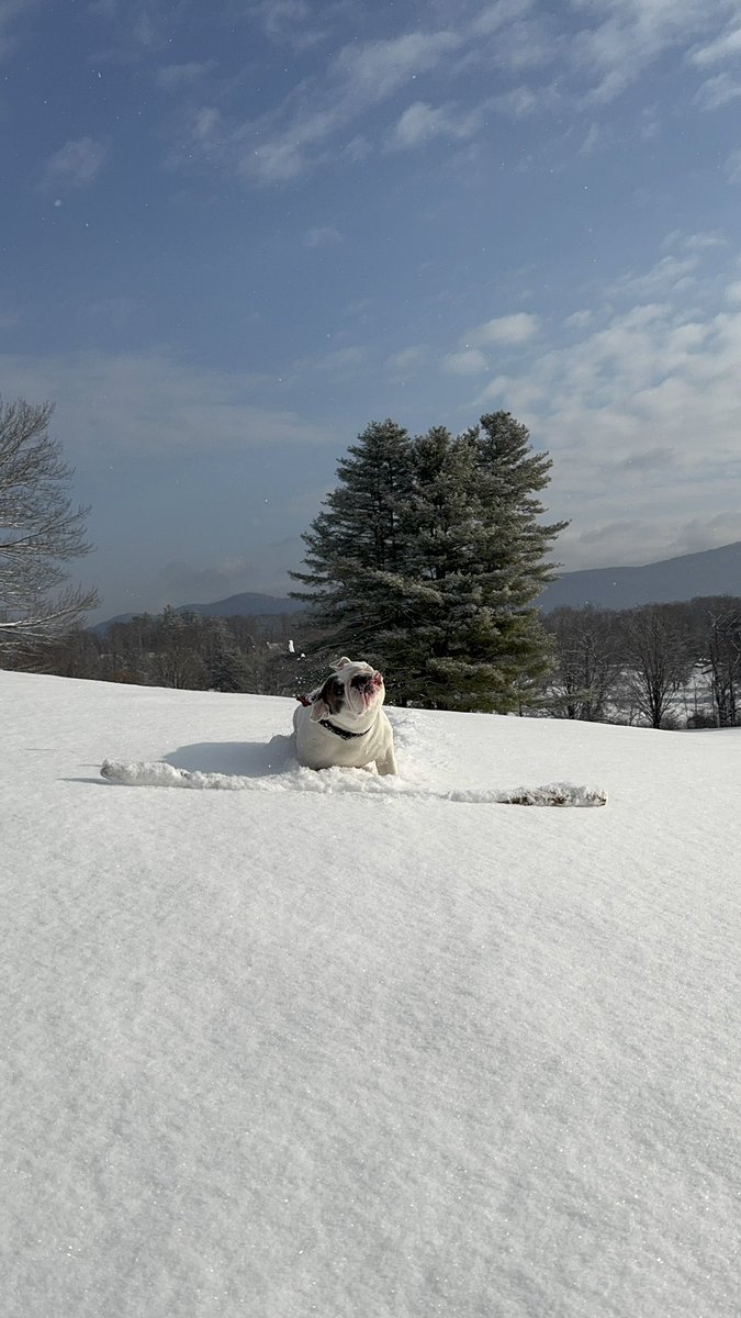 Funky Flies tweet media