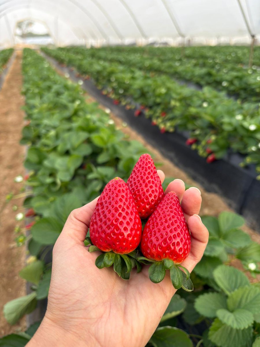 🍓 Qué forma más dulce de despedirnos de 𝟐𝟎𝟐𝟒 que compartiendo con vosotros lo bonitas y ricas que están ya nuestras fresas 😋

📸 Marina Luna 

#grufesa #campaña #plantación #fresas #campaña #strawberries #FrutosRojosHuelva