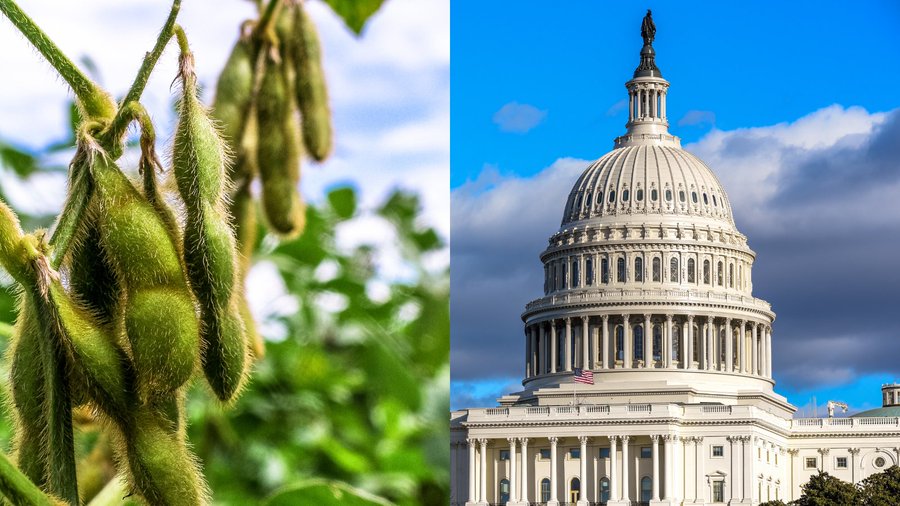 ASA_Soybeans's tweet photo. ASA is searching for its next Executive Director of Government Affairs to lead &amp; manage the D.C.-based advocacy team, oversee development &amp; implementation of policy advocacy &amp; help execute ASA’s strategic plan. Apply here: https://t.co/NZ0QnyzjS1 #DCJobs #AgPolicy #USSOY https://t.co/EOSb2w2oNe