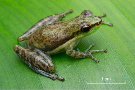 New record and range extension of Scarthyla goinorum Bokermann, 1962 (Amphibia, Hylidae) from Ouanary, French Guiana 

doi.org/10.15560/20.4.… 

#AmazonBasin #GuianaShield #CoastalForest #checklist #checklistjournal #pensoftpublishers