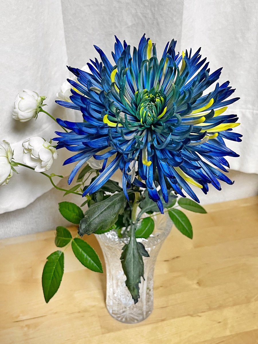 CaptainYukio's tweet image. ガミラス星ではこんな色の花は珍しくはないのだろうね。
#complementarycolors