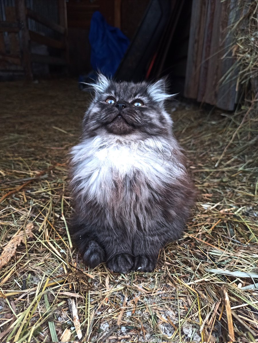 hristArshelpme's tweet image. приехала в деревню, а тут такой угар домовёнок родился 👻