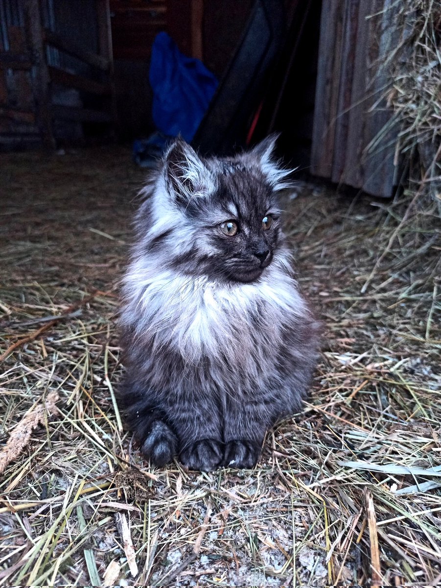 hristArshelpme's tweet image. приехала в деревню, а тут такой угар домовёнок родился 👻