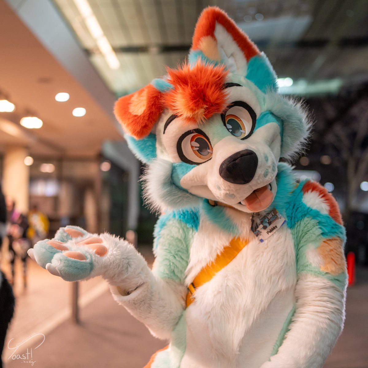 ToastIsADog's tweet image. Seems like there's one more gift left under the tree... oh snap! Its a gift from Toast... its the photos from MFF!!
I had an absolute blast running around the con taking photos! All photos are now up on furtrack for your convenience :3
@FurFest #MFF2024 #furfest