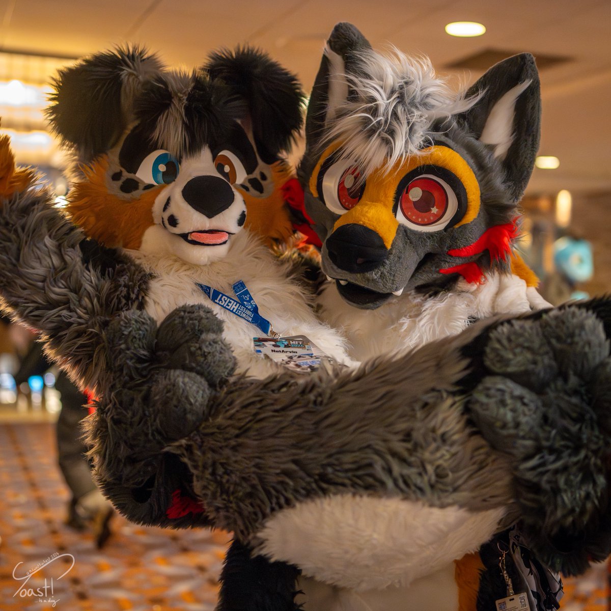 ToastIsADog's tweet image. Seems like there's one more gift left under the tree... oh snap! Its a gift from Toast... its the photos from MFF!!
I had an absolute blast running around the con taking photos! All photos are now up on furtrack for your convenience :3
@FurFest #MFF2024 #furfest