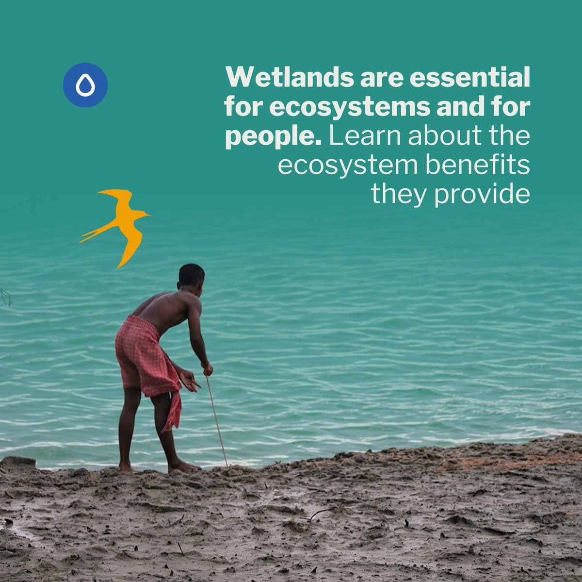 Wetlands are essential for ecosystems and for people, communities, and villages that live near them. They act as natural water filters, facilitating their consumption and use in productive activities.

ramsar.org/our-work/activ…

#CEPA #WetlandConservation