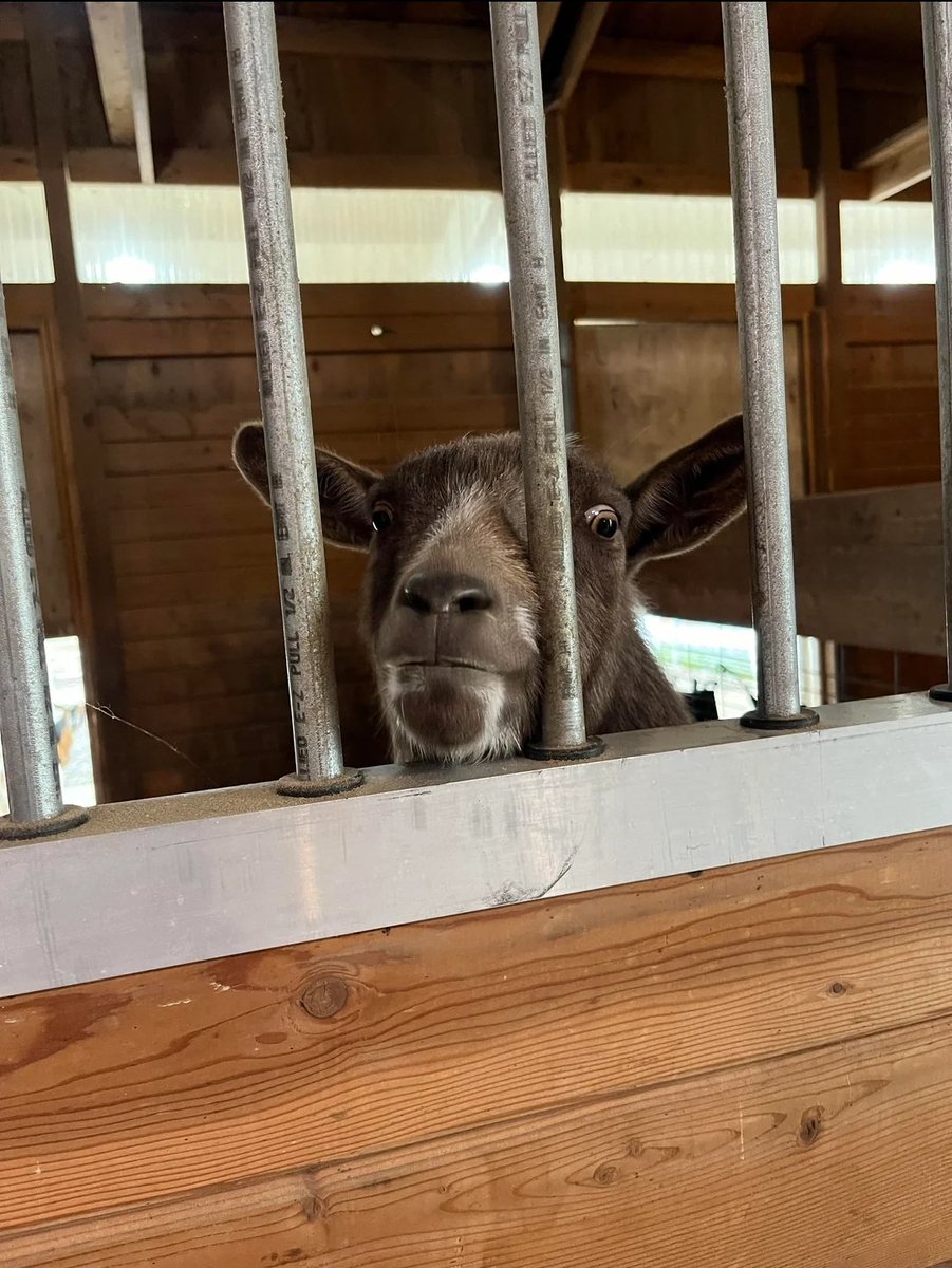 𝕽𝖆𝖒𝖚𝖑𝖚𝖘 tweet media