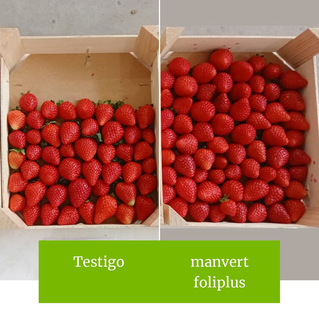 manvert_'s tweet image. ✅#manvertfoliplus mejora calidad y producción en el cultivo de #fresa
Así lo ha ratificado un nuevo ensayo realizado en Cartaya (Huelva, España).
Si deseas más información sobre dosis, momentos de aplicación..., contacta con nuestros asesores📲bit.ly/3RloILA