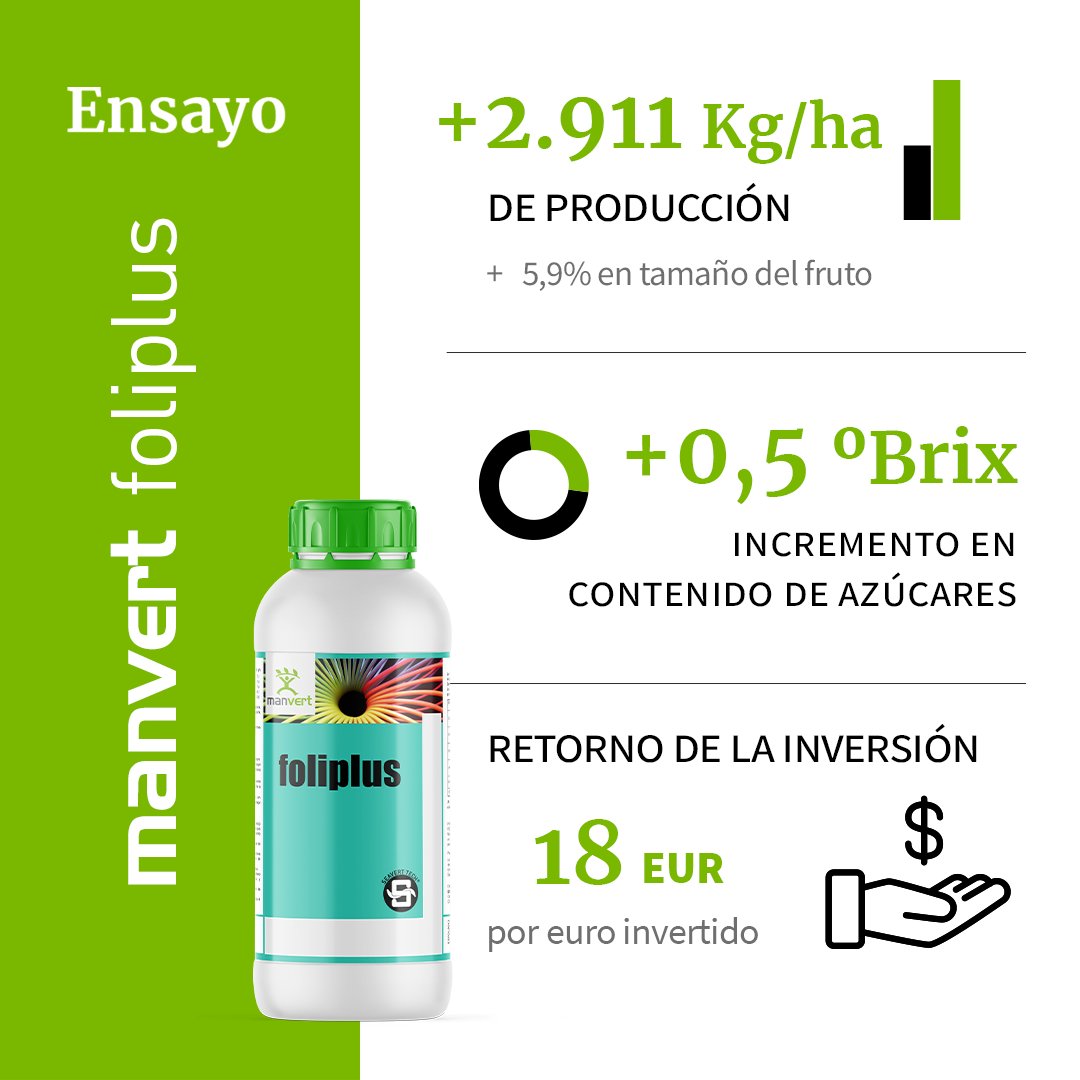 manvert_'s tweet image. ✅#manvertfoliplus mejora calidad y producción en el cultivo de #fresa
Así lo ha ratificado un nuevo ensayo realizado en Cartaya (Huelva, España).
Si deseas más información sobre dosis, momentos de aplicación..., contacta con nuestros asesores📲bit.ly/3RloILA