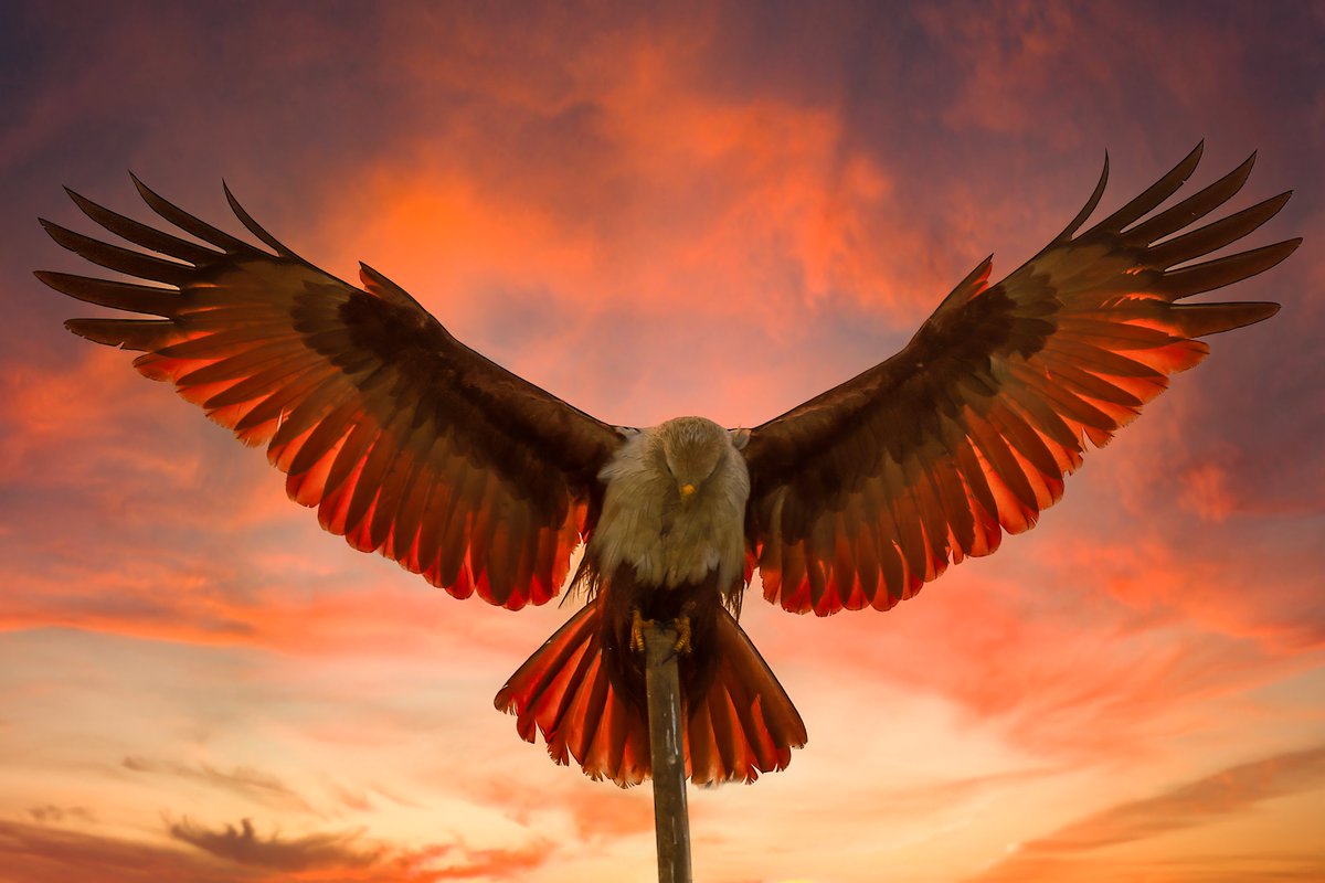 arijitmondal1's tweet photo. Good Evening Ladies & Gentlemen
In case you missed I have a new drop on #tezos as a part of “The Night Of The Phoenix” collection created by @CorinaObertas
Rise of Phoenix
200.00 ꜩ (1/1)
🖇️⤵️
#phoenixnight https://t.co/QSSi4A3sbI