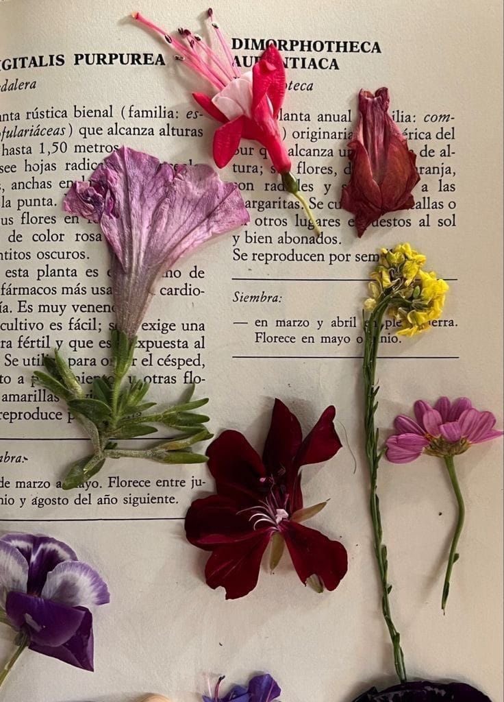pressed flowers between books <3