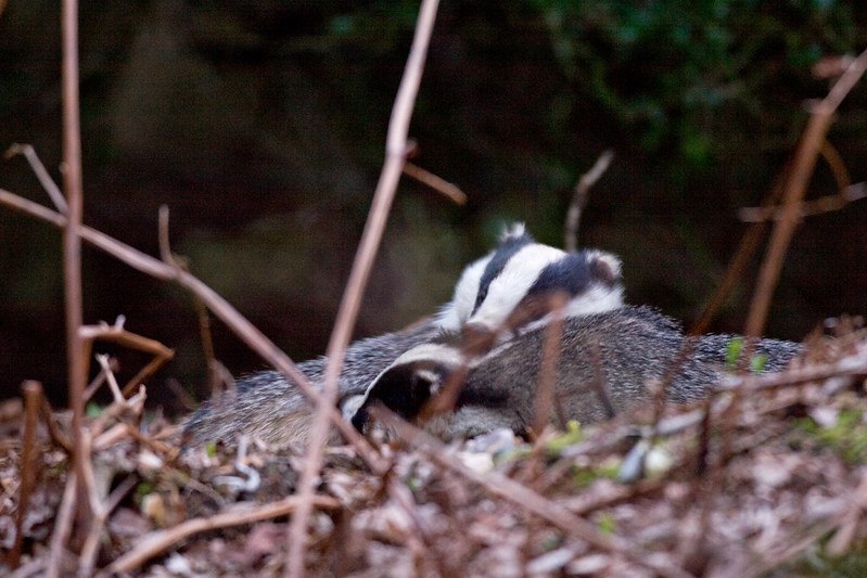 HourlyBadgers's tweet image. [🔗](api.tinyfox.dev/hourly/badger/…)