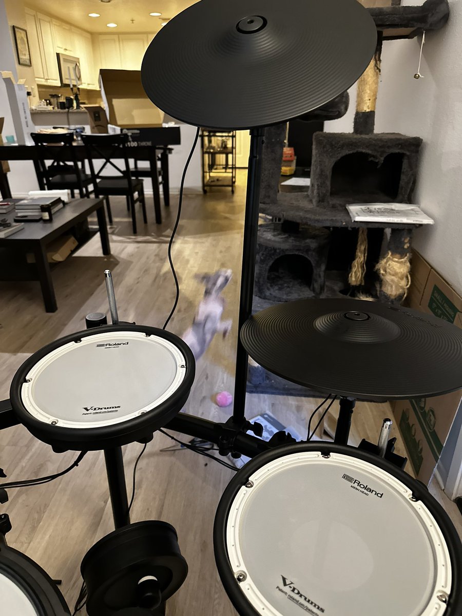 HelloNuzzo's tweet image. Did so much drumming today. Mid-jump hairless cat for scale.