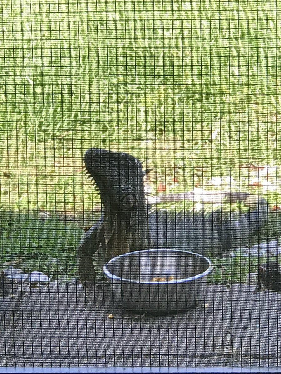 bvfcohen's tweet photo. @Julesk23 It is our moral and ethical responsibility to help whenever possible.  My wild Ducks and a perpetually angry iguana. 🤣 https://t.co/C4MfGLj5Aw