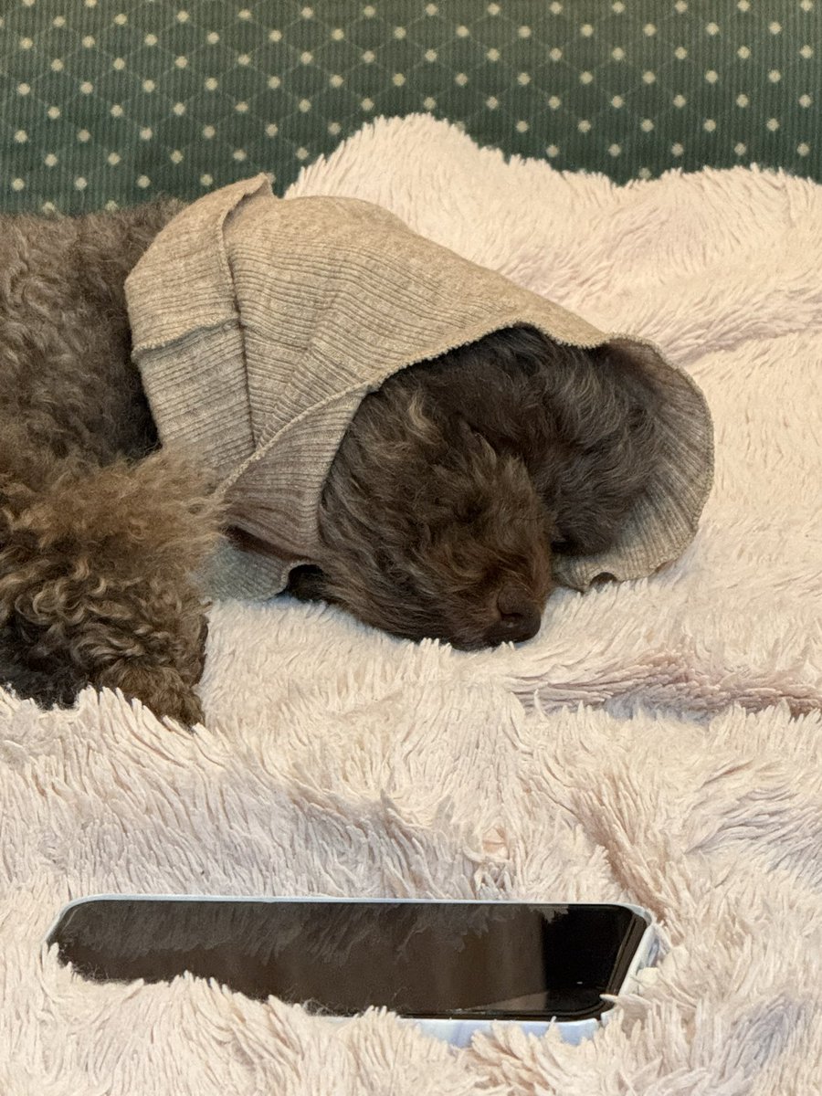 minami528168's tweet image. こんにちは☀️
いつもわんちゃんにイタズラしちゃいます😂
#福岡 #学生 #LJD #犬