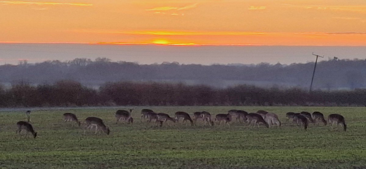 A wintry sunset this evening over #Radwinter #Essex 🦌🦌<a href="/UKWeatherLive/">UK Weather Live</a> <a href="/AngliaWeather/">Anglia Weather</a> <a href="/bbcweather/">BBC Weather</a> <a href="/BBCWthrWatchers/">BBC Weather Watchers</a> <a href="/metoffice/">Met Office</a> <a href="/ChrisPage90/">Chris Page - Weatherman</a> <a href="/WeatherAisling/">Aisling Creevey</a> <a href="/AmandaHouston/">Amanda Houston</a> <a href="/carolkirkwood/">Carol Kirkwood</a> <a href="/Kate_Kinsella/">kate kinsella</a> <a href="/lizzieweather/">Elizabeth Rizzini</a>