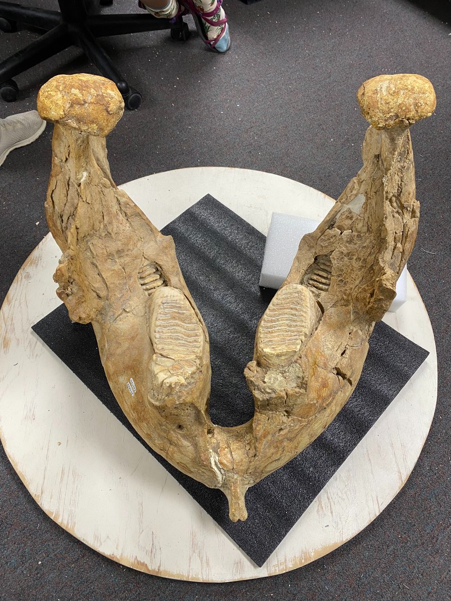 Happy #FossilFriday!