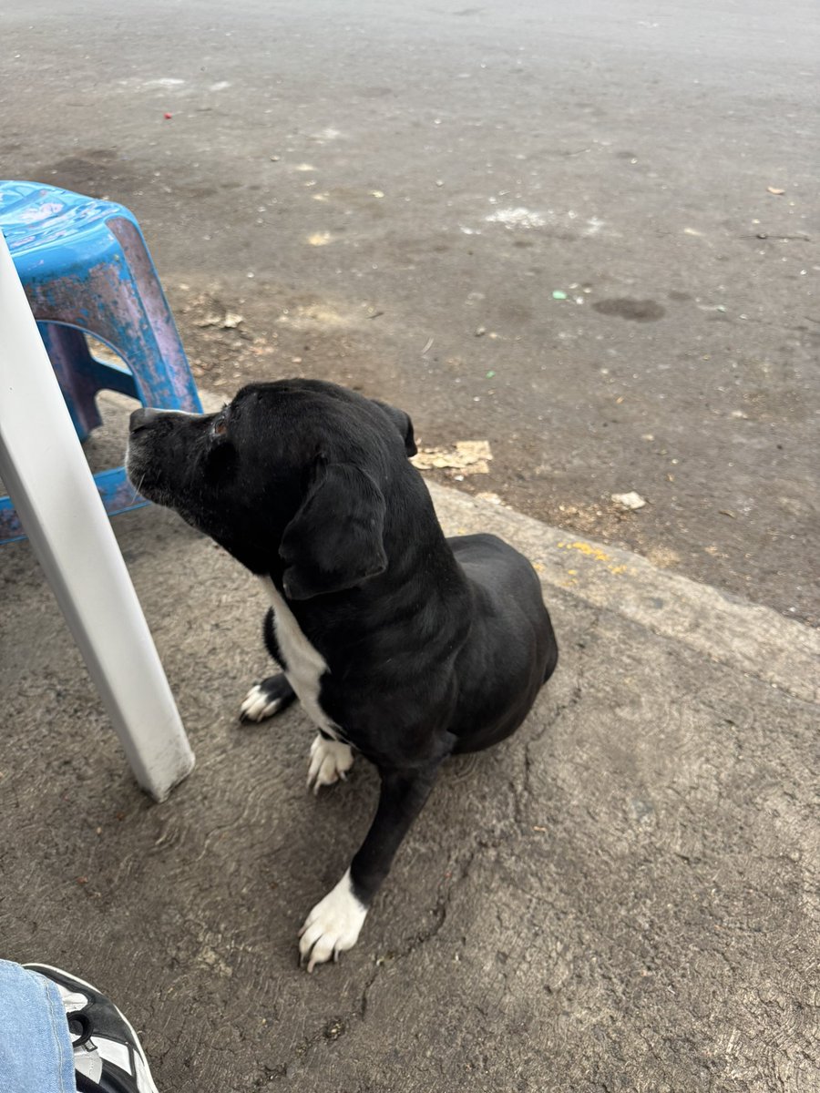 DIegocgmx_'s tweet image. Ayúdenme a viralizar!!!
Vi esta perrita embarazada en la calle
No sé si alguien sepa a dónde llamar para que tenga un refugio 
@c4jimenez 

En la delegación cuauthemoc calle Lerdo 184A 
#C4ENALERTA #refugiosdeanimales #animales