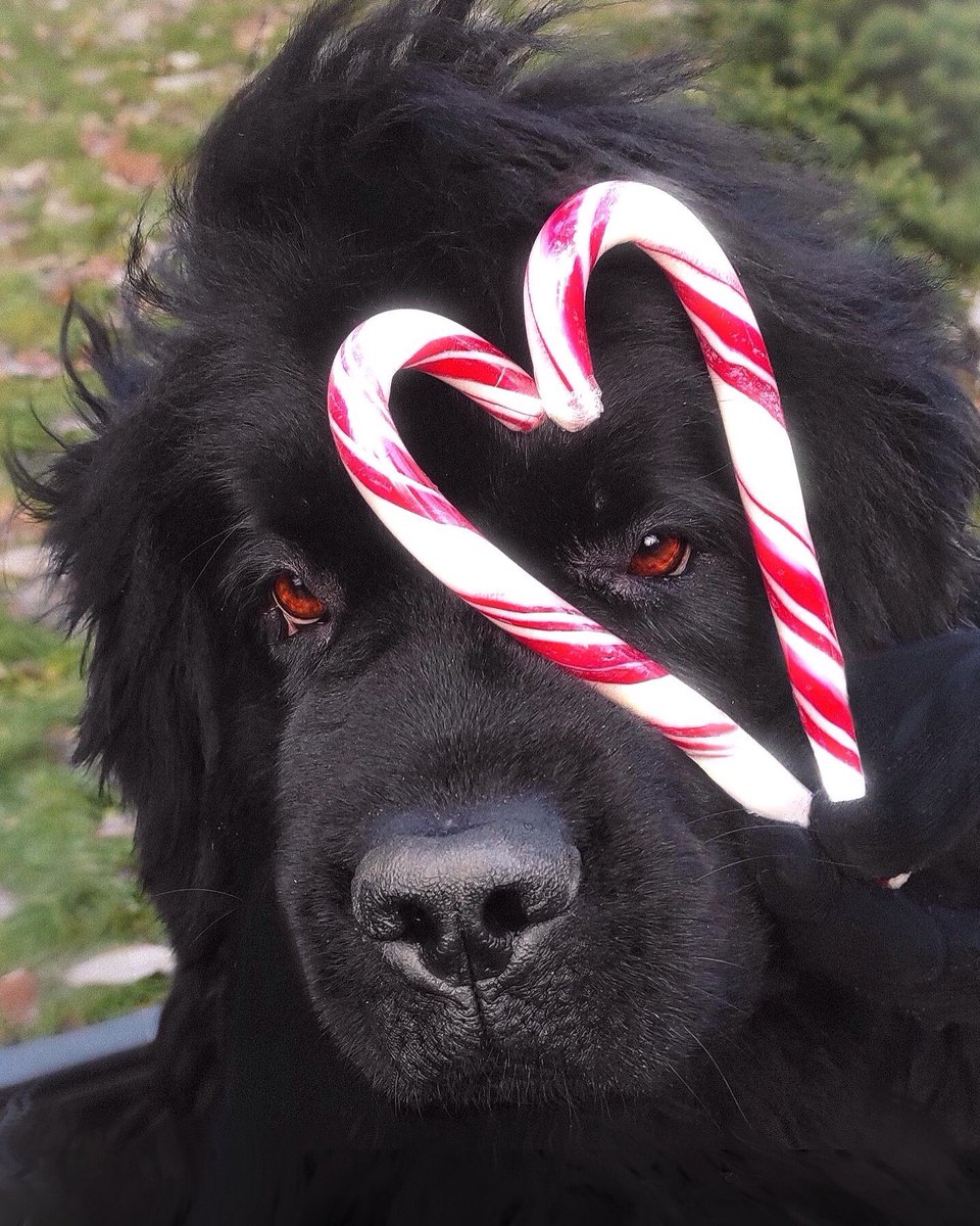 jkmagiclord's tweet photo. Just Dropped ❤️ and Now we got a 50% Sale for last few 2025 Calendars with Beautiful baby Bella the Newfoundland #Ukrainian dog https://t.co/0tZvS1VGut