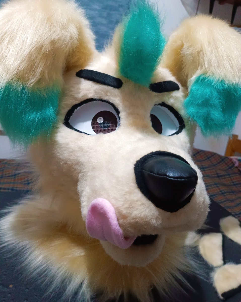 theruskyfactory's tweet photo. Más fotitos de Pucky! 🐶 
#FursuitFriday #Fursuit https://t.co/jiFRPxfJ6b