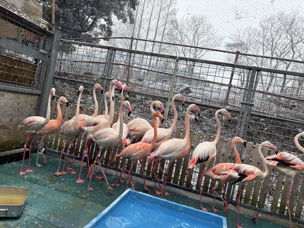 鳥フル対策で現在は非展示のフラミンゴたちですが、元気です